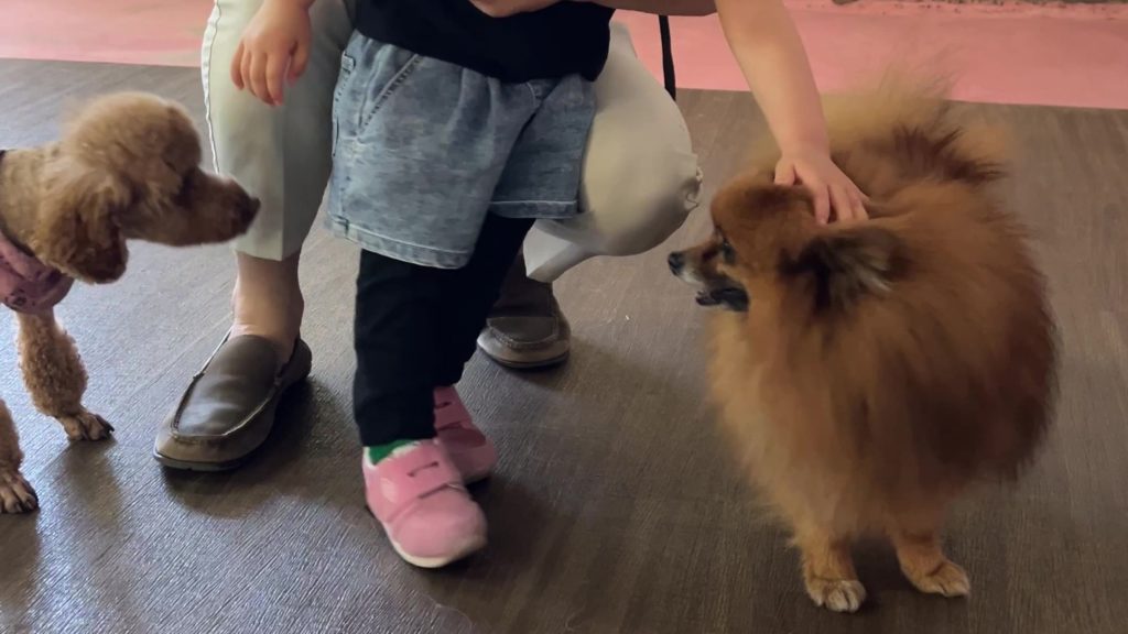 ワールド牧場で犬と触れあい